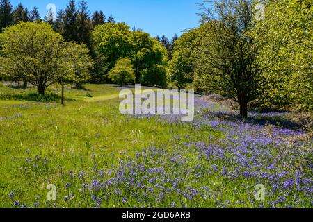 Le réservoir dans la forêt de Fernworthy sur Dartmoor Banque D'Images