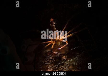 Crabe flèche jaune (Stenorhynchus seticornis) sur le récif au large de l'île de Sint Maarten, dans les Caraïbes néerlandaises. Banque D'Images