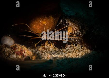 Crabe flèche jaune (Stenorhynchus seticornis) sur le récif au large de l'île de Sint Maarten, dans les Caraïbes néerlandaises. Banque D'Images