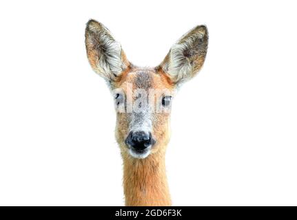 Portrait de cerf de Virginie sauvage sur fond blanc Banque D'Images
