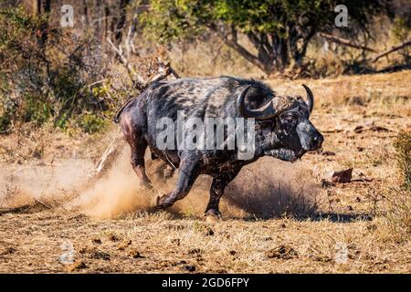 Stampede de Cape Buffalo Banque D'Images