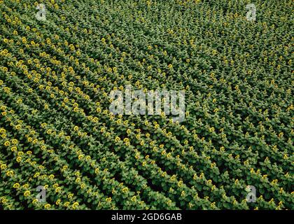 Vue aérienne de dessus du champ de plantation de tournesol juste avant le coucher du soleil. Agriculture tirs de drones. Banque D'Images