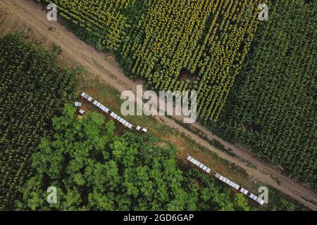 Apiaire avec apiculteur travaillant sur des behives près de la route rurale au milieu des champs de tournesols et de la jeune forêt. Vue aérienne d'été sur l'abeille agricole Banque D'Images