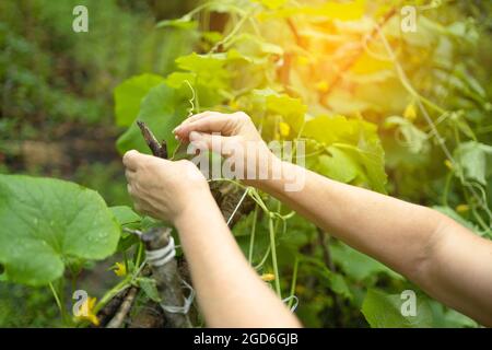 Femmes mains travaillant avec des plantes, la culture de légumes biologiques. Jeune plante de concombre dans un potager Banque D'Images