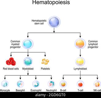 hématopoïèse. hématopoïèse humaine. Illustration vectorielle. Leucocytes et lymphocytes. Carte pédagogique. Affiche à usage scientifique Illustration de Vecteur