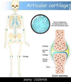 Cartilage. Squelette humain avec cartilage articulaire. Anatomie articulaire. Chondrocytes. Gros plan du cartilage fibreux Illustration de Vecteur