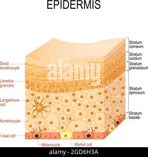 Anatomie de l'épiderme. Couches et structure cellulaire de la peau humaine. Gros plan de l'épiderme. Illustration vectorielle Illustration de Vecteur