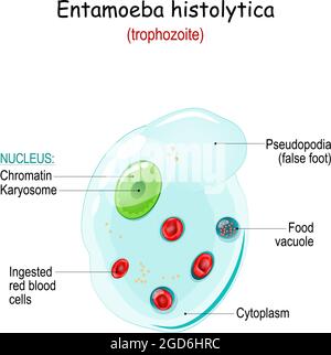 Entamoeba histolytica. Anatomie du trophozoite. Entamoeba est un amibe anaérobie parasite qui cause la maladie d'infection de l'intestin Illustration de Vecteur