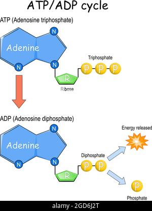 Cycle ATP ADP. Illustration vectorielle. Affiche Illustration de Vecteur