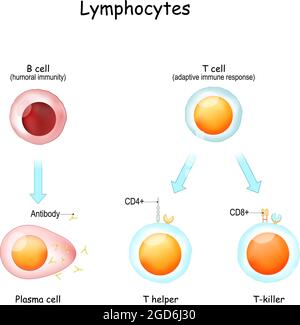 Lymphocytes. Cellule B pour l'immunité humorale. Lymphocytes T pour une réponse immunitaire adaptative. Illustration vectorielle. Affiche Illustration de Vecteur