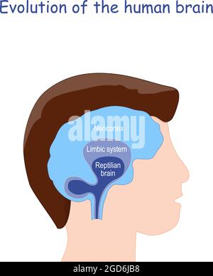 Évolution du cerveau humain. Du cerveau Reptilien au système limbique et au néocortex. La tête et le cerveau de l'homme. Illustration vectorielle Illustration de Vecteur