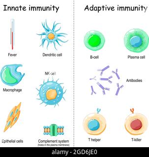 Immunité innée du système de fièvre et de complément (protéine pour les trous dans la membrane plasmique), aux cellules macrophages, NK et dendritiques. Immunité adaptative Illustration de Vecteur