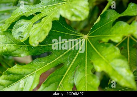 Feuilles d'une fausse plante à huile de ricin (fatsia japonica) après la pluie d'été dans un jardin dans le sud de l'Angleterre. Banque D'Images