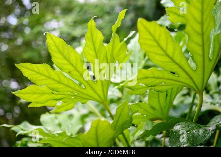 Feuilles d'une fausse plante à huile de ricin (fatsia japonica) après la pluie d'été dans un jardin dans le sud de l'Angleterre. Banque D'Images