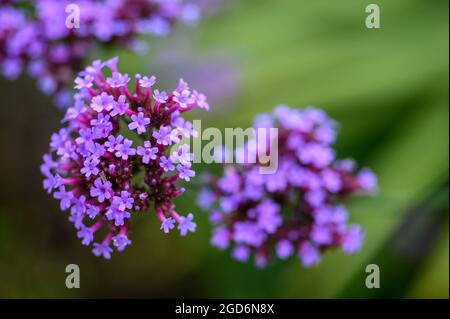 Gros plan photo des fleurs sur une plaque vervain (verveine bonariensis) après la pluie en été dans un jardin anglais. Banque D'Images