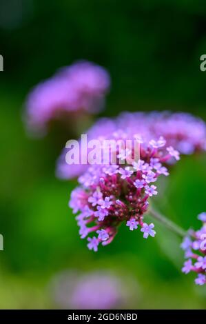 Gros plan photo des fleurs sur une plaque vervain (verveine bonariensis) après la pluie en été dans un jardin anglais. Banque D'Images