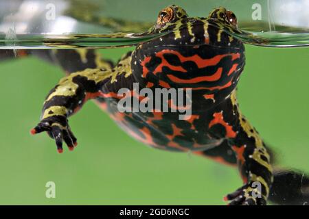 Gros plan sur le crapaud oriental à ventre de feu (Bombina orientalis) en train de nager Banque D'Images