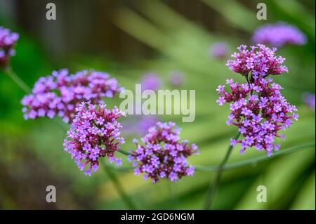 Gros plan photo des fleurs sur une plaque vervain (verveine bonariensis) après la pluie en été dans un jardin anglais. Banque D'Images