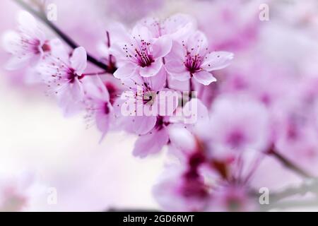 Fleurs de rose sur un arbre Banque D'Images
