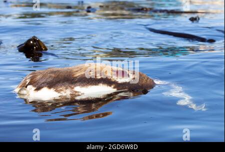 Doe mort (cerf) flottant dans l'océan juste au large du parc Saxe point, Esquimalt, C.-B., Canada Banque D'Images