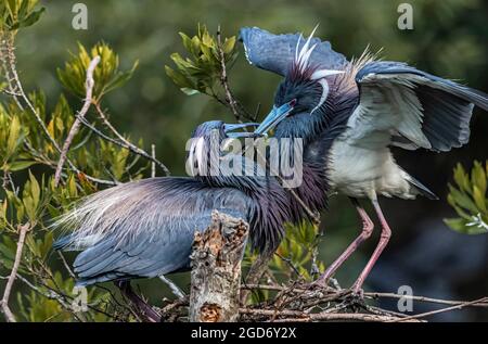 Paire de Herons tricolores pour construire leur Nest ensemble Banque D'Images