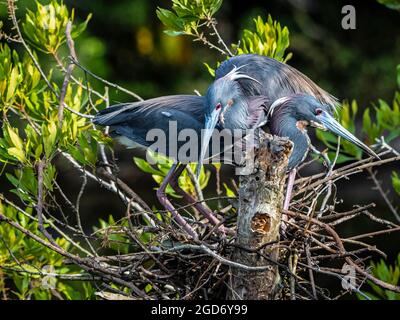 Paire de Herons tricolores pour construire leur Nest ensemble Banque D'Images