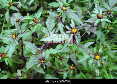 Beggartick à trois lobes, beggarticks à feuilles, Dreiteiliger Zweizahn, Bidens tripartita, subás farkasbrug, Hongrie, Magyarország, Europe Banque D'Images