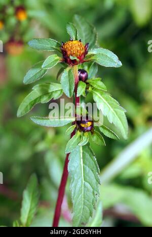 Beggartick à trois lobes, beggarticks à feuilles, Dreiteiliger Zweizahn, Bidens tripartita, subás farkasbrug, Hongrie, Magyarország, Europe Banque D'Images