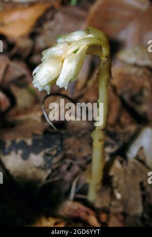 Tuyau de Dutchman, faux hêtres-gouttes, pinesap, nid d'oiseau jaune, Fichtenspargel, Monotropa hypopitys, fenyőspárga, Hongrie, Magyarország, Europe Banque D'Images