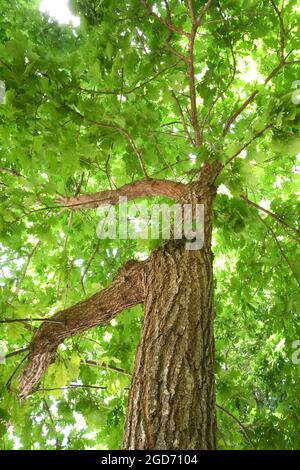Chêne anglais - Quercus robur Banque D'Images