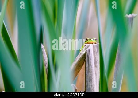 La grenouille européenne (Hyla arborea) assise sur une queue de chat, seule une partie de la tête peut être vue. Belle petite grenouille verte face à l'appareil photo. Banque D'Images