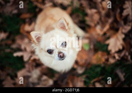 Petit chihuahua mignon assis sur les feuilles mortes d'automne dans la forêt et regardant directement dans la caméra. Il a un manteau beige et de grands yeux, doit Banque D'Images