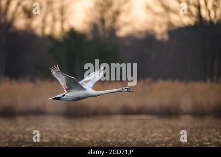 Le cygne muet (Cygnus olor) s'envole de l'étang et vole au-dessus de l'eau. En arrière-plan se trouve une forêt et le soleil levant. Prise tôt dans la Mo Banque D'Images