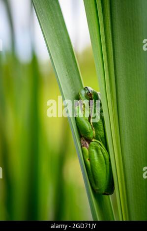 La grenouille des arbres européens (Hyla arborea) assise parmi les feuilles d'une queue de chat verte. Magnifique petite grenouille verte, macro, arrière-plan flou. Banque D'Images