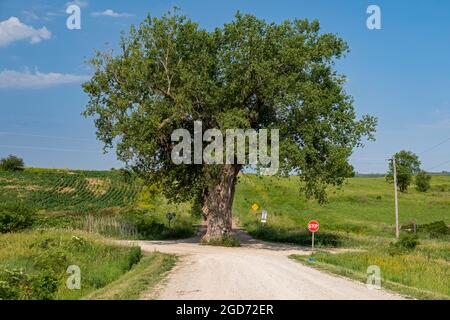 Brayton, Iowa - Tree in the Road. Un gros bois de coton qui pousse au milieu d'une intersection de deux routes de terre rurales. Banque D'Images