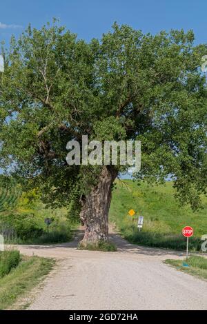 Brayton, Iowa - Tree in the Road. Un gros bois de coton qui pousse au milieu d'une intersection de deux routes de terre rurales. Banque D'Images