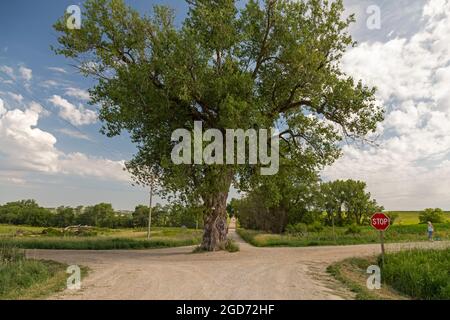 Brayton, Iowa - Tree in the Road. Un gros bois de coton qui pousse au milieu d'une intersection de deux routes de terre rurales. Banque D'Images