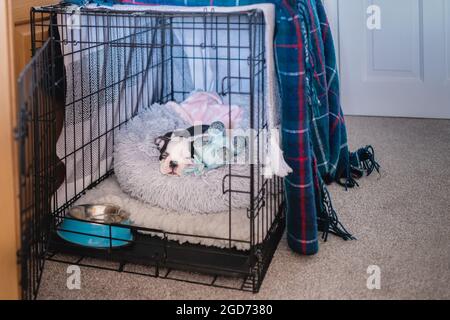 Un très jeune chiot de Boston Terrier dormant dans sa caisse avec la porte ouverte. Il y a des couvertures sur le dessus. Banque D'Images