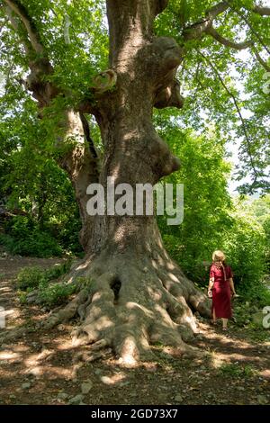 L'arbre de çınar ( Platanus orientalis) a une place importante en Turquie qui provient de l'Empire ottoman. Banque D'Images