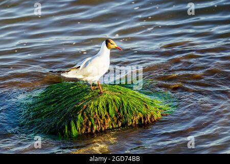 Un goéland blanc se trouve sur une roche surcultivée avec des algues vertes dans l'eau de mer Banque D'Images