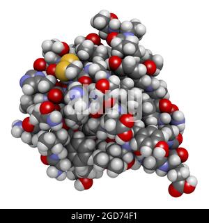 Molécule d'hormone peptidique d'insuline. Utilisé dans le traitement du diabète. Banque D'Images