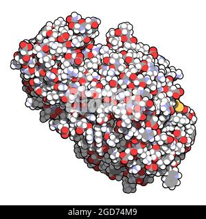 Protéine amylase (alpha-amylase pancréatique humaine). Illustration 3D. Banque D'Images