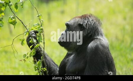 Gorille picking aux feuilles Banque D'Images