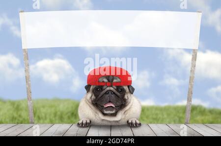 chien de chiot souriant et mousseux avec chapeau et bannière promotionnelle blanche, à l'extérieur avec ciel bleu, isolé sur fond blanc Banque D'Images