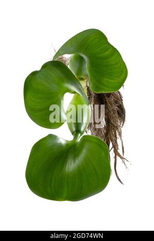 Jacinthe d'eau (Eichhornia crassipes). Plante avec des feuilles isolées sur fond blanc Banque D'Images