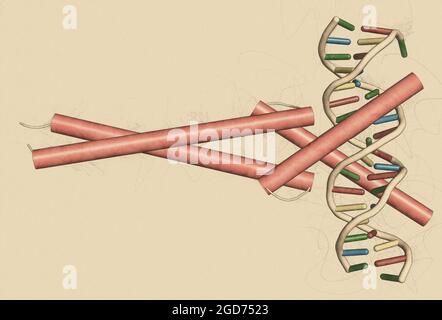 facteurs de transcription c-Myc et Max liés à l'ADN. Illustration 3D. Banque D'Images