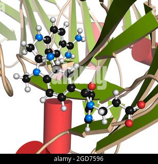 Protéine antidote du dabigatran liée au dabigatran. Illustration 3D Banque D'Images