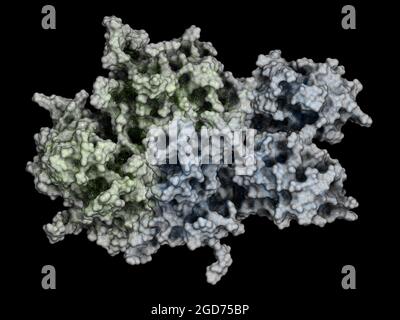 Protéine du facteur VIII de coagulation (FVIII), rendu 3D. Banque D'Images