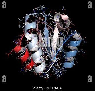 Enzyme antioxydante thiorédine. Illustration 3D. Banque D'Images