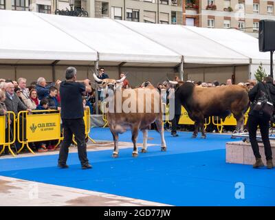 OVIEDO, ESPAGNE - 12 mai 2018 : Exposition d'élevage de bovins au Plaza Rendez Asturianos dans le centre-ville, à Oviedo, Espagne. Banque D'Images